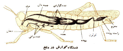 شرح پاسخ