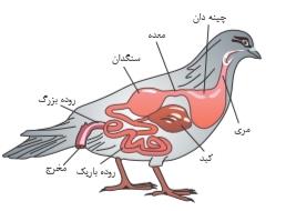 شرح پاسخ