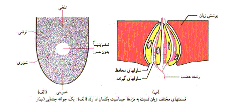شرح پاسخ