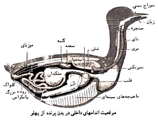 شرح پاسخ
