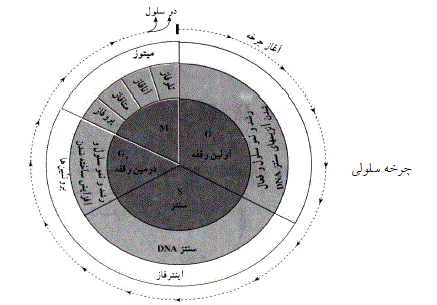 شرح پاسخ