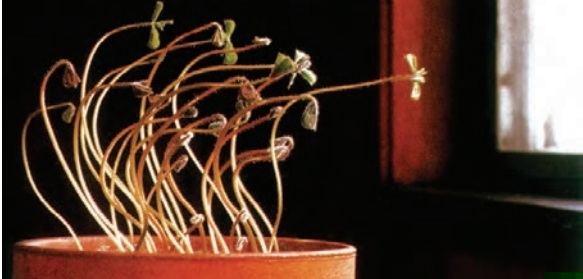 بر اساس شکل علت خم شدن گیاهان به سمت نور چیست؟